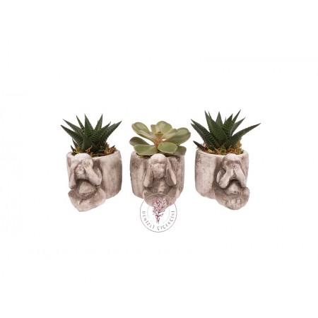 Üç Maymun Saksıda Haworthia ve Sukulent Seti